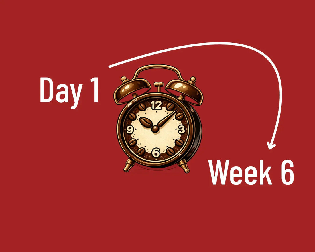 Day 1 to week 6 - Bean Storage coffee storage freshness Brew coffee timeline